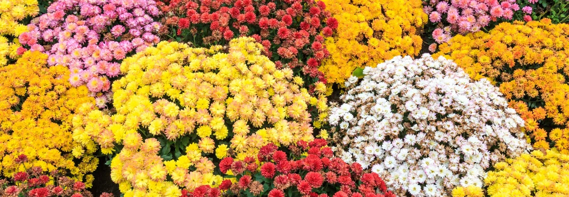 Bunte Herbstchrysanthemen